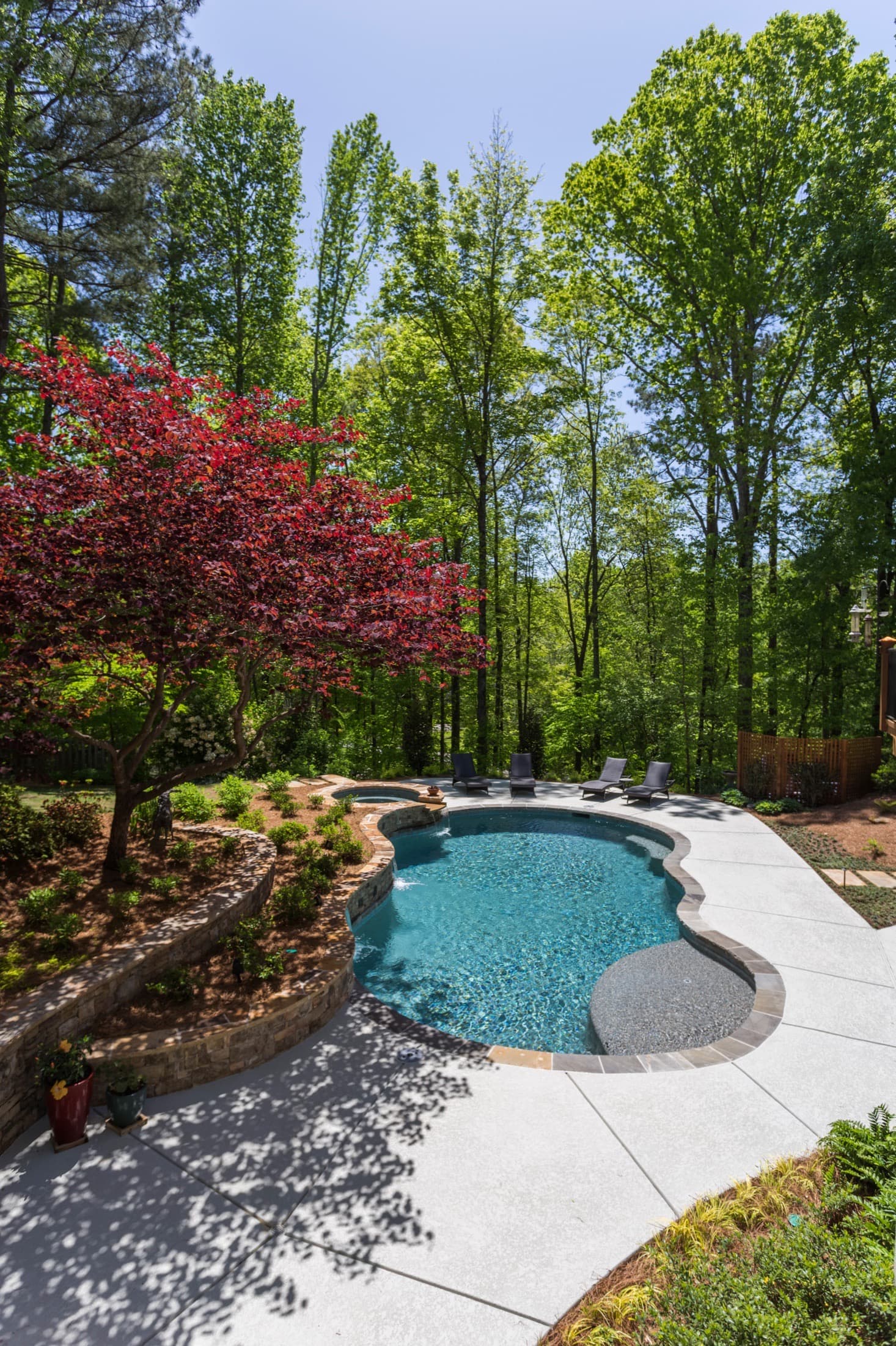 A freeform natural pool and spa beneath hardwoods and a red Japanese maple at the Starke project in Johns Creek